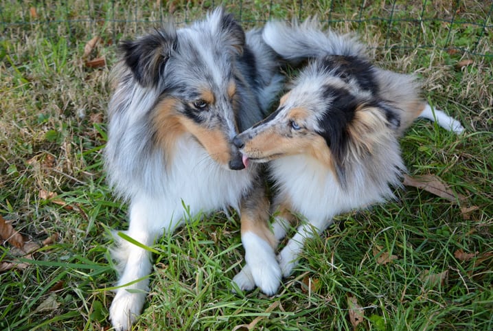 dois cachorros se lambendo