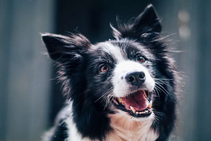 cão sorridente