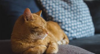 Quer saber como fazer um gato se adaptar a um novo lar? Confira quatro dicas infalíveis!