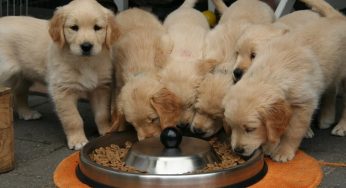 Como mudar a ração do cachorro sem transtornos
