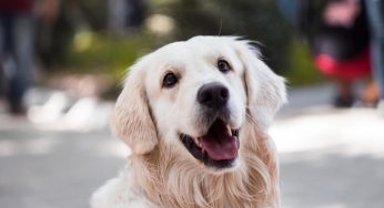 Aprenda como tirar pelos mortos de cachorro