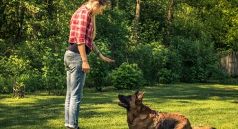 Como treinar seu cachorro de maneira eficiente