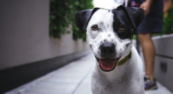 7 exercícios para cães fazerem em casa com o tutor