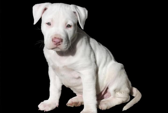 filhote de pitbull branco no fundo preto