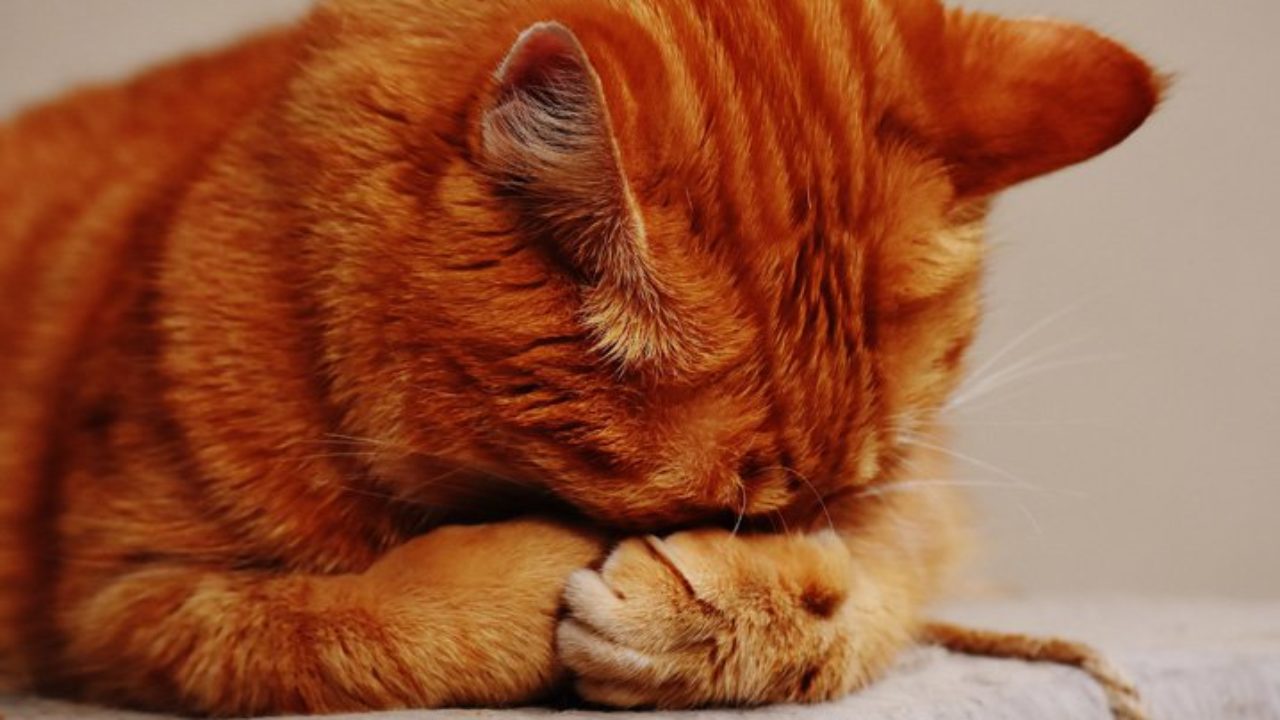 Porque os gatos choram igual bebê?