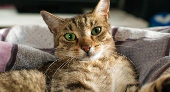 Seu gato não usa caixa de areia? Saiba como resolver
