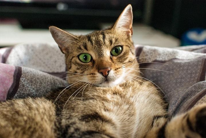 Como ensinar gato filhote a usar caixa de areia