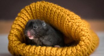 Hamster resfriado: o que fazer para ajudar?