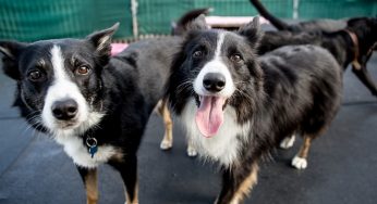 Hotel para pets: 5 dicas para fazer a escolha ideal