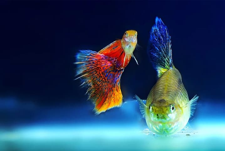 peixes coloridos no aquario