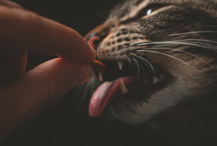 gato pegando petisco com a língua