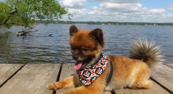 Lulu da Pomerânia filhote: características e principais cuidados