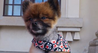 Lulu da Pomerânia tem personalidade: confira as características do pet