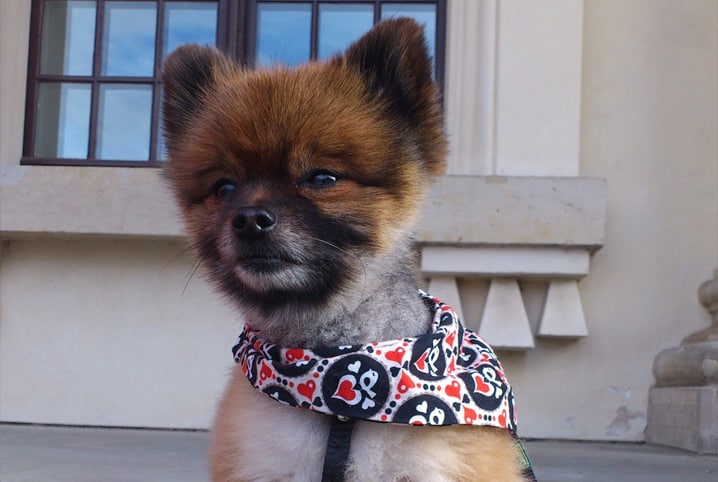 Lulu da Pomerânia personalidade: saiba mais!