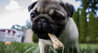 Melhor ração para Pug: saiba como alimentar seu cãozinho