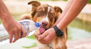 Cachorro pode tomar chá de capim-santo?
