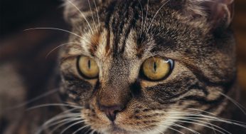 Meu gato não quer comer e nem beber água: confira 4 possíveis motivos