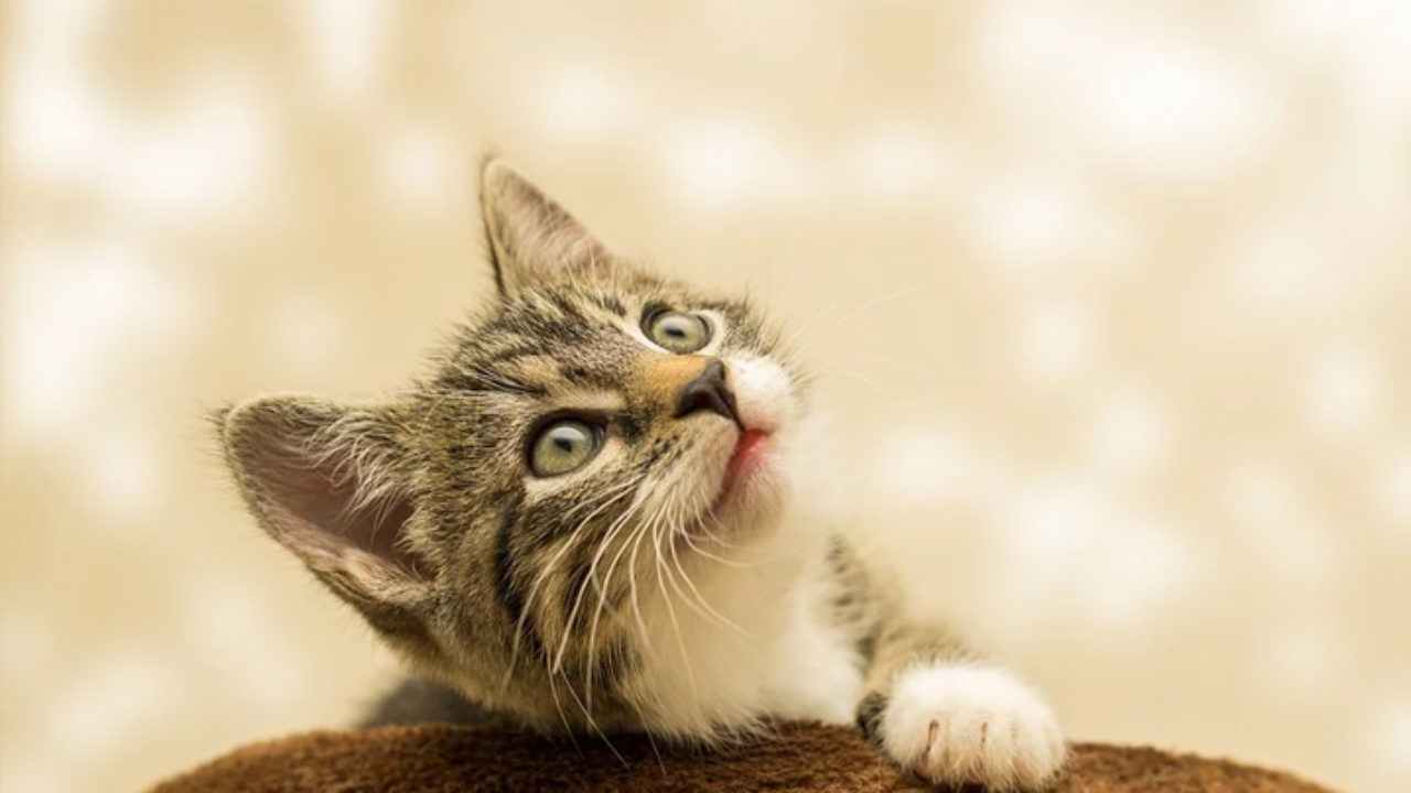 Meu primeiro gato: preparando a casa para recebe-lo