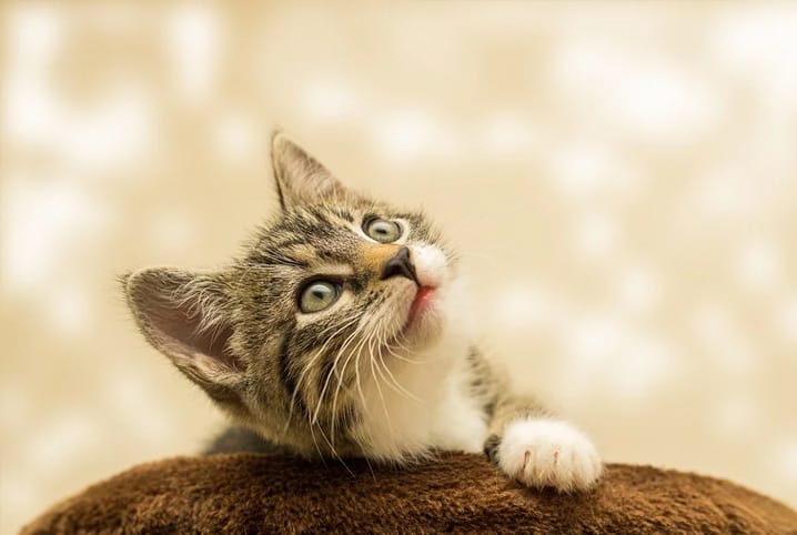 Meu primeiro gato: preparando a casa para recebe-lo