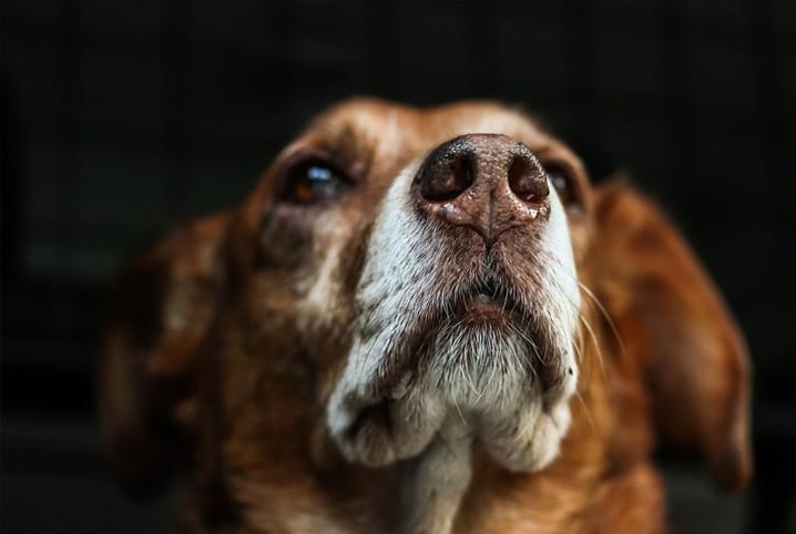Olhos vermelhos em cães: 4 perguntas para entender o problema