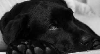Parasitas de cachorro: saiba quais os mais comuns e o que fazer para evitar