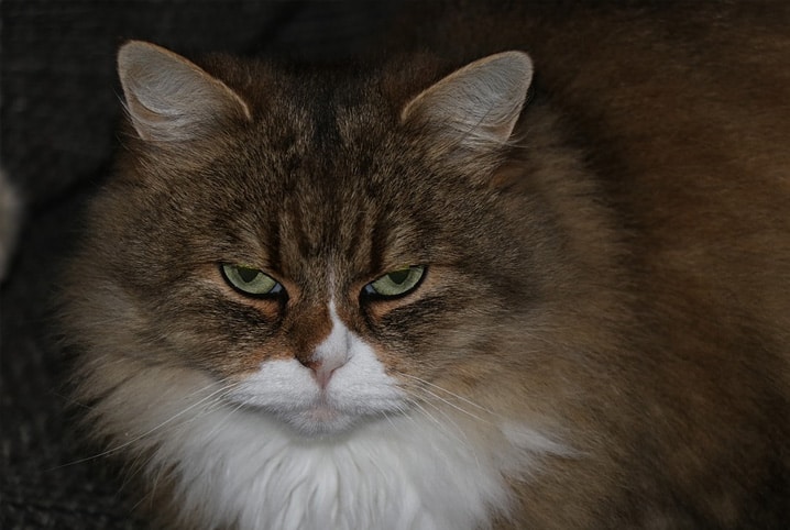 gato com cara de bravo 
