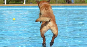 Parque aquático para cachorro: leve seu cão para a diversão