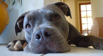 Pitbull personalidade: generosidade e lealdade são as principais características da raça