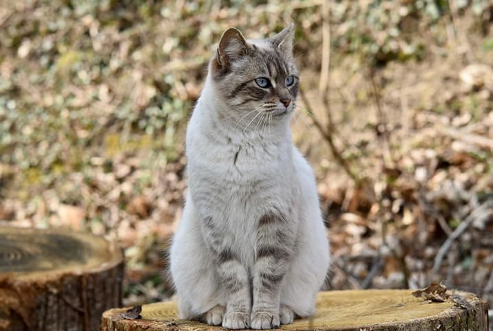 Gato sentado em tronco de árvore.