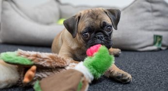 Pug filhote: tudo que você precisa saber antes de ter o seu