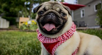 Pug e sua personalidade: conheça o comportamento desse cão fofinho