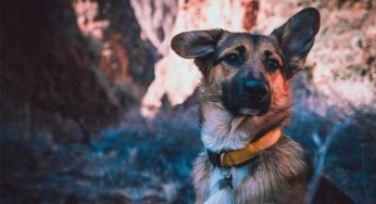 Qual a melhor coleira para cachorro grande