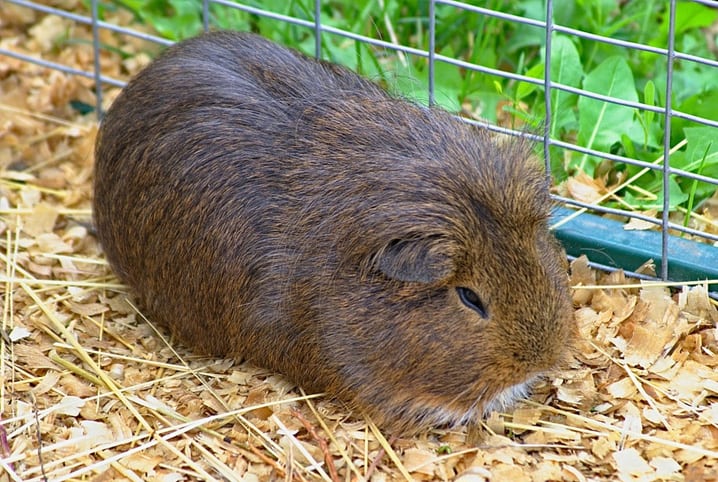 porquinho da índia na serragem