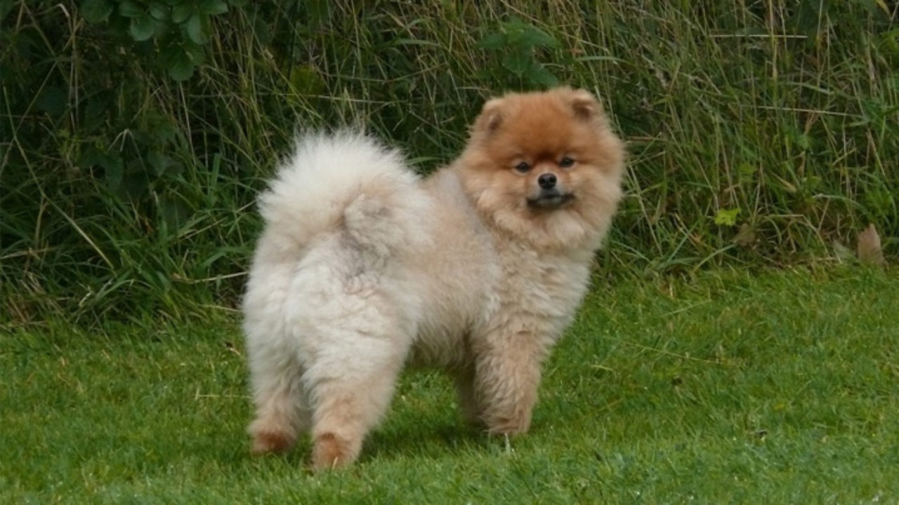 Cão Lulu da Pomerânia recusa nova dieta e vídeo engraçado é