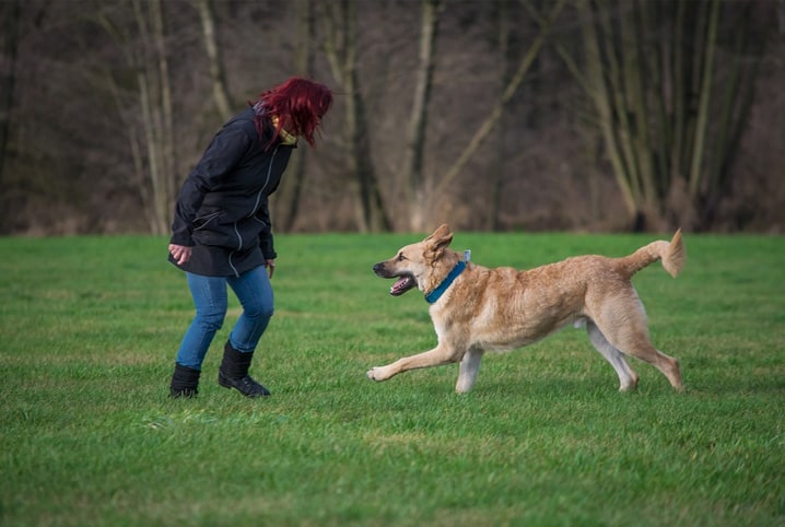 cachorro brincando com tutor