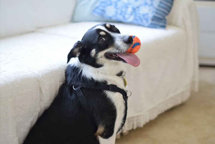 cão brincando com a bolinha