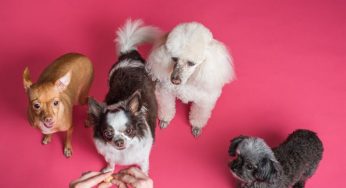 Conheça todos os tipos de ração para cachorro