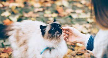 Tipos de ração para gatos: as comidinhas ideais!