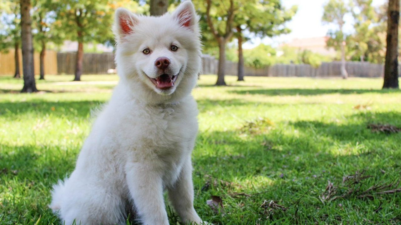 Videos Engraçados de cachorros 