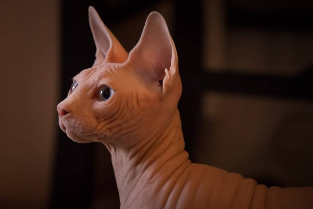 Sphynx