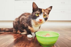 Confira 10 alimentos que gatos não podem comer!