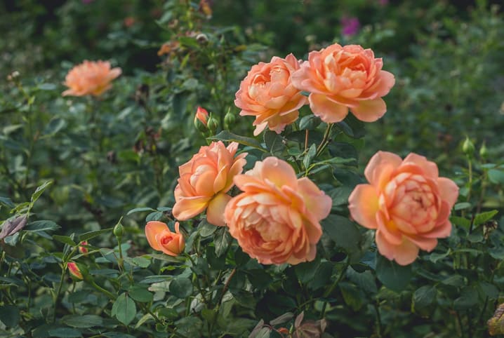 plantação de begonias