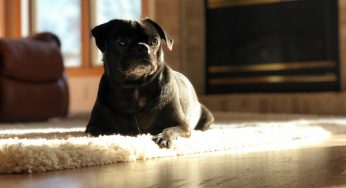 Canal para cachorro: confira 4 opções para assistir na TV e no YouTube