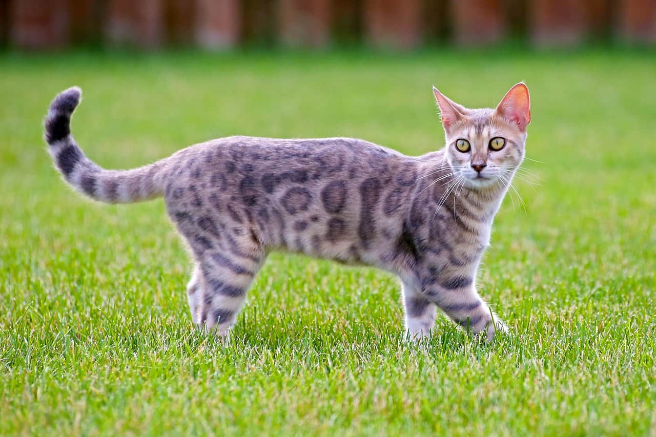 bengal