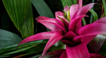 Conheça 7 tipos de bromélias