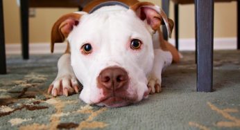 Cortar orelha de cachorro: entenda por que a prática é considerada um crime