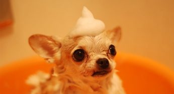 Cachorro pode tomar banho todo dia? Descubra!