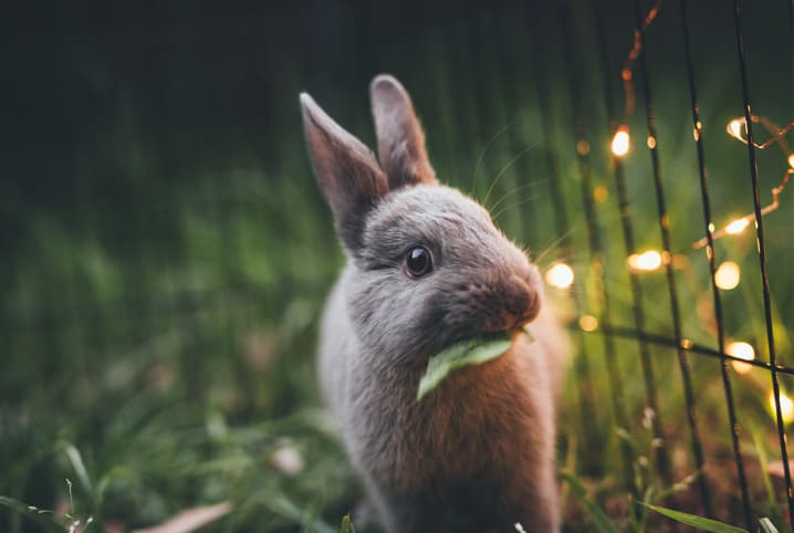 coelho comendo folha