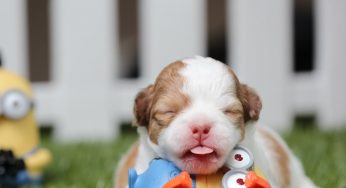 Saiba como cuidar de um filhote de cachorro recém-nascido órfão