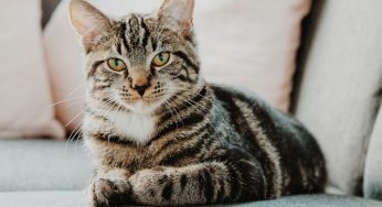 8 dicas para ter gato em apartamento